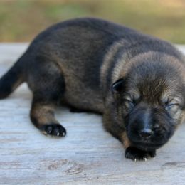 Male-1 - Sable male German Shepherd puppy in Cumming, Georgia from Cainedelup