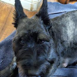 Reagan - Scottish Terrier