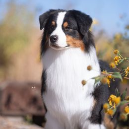 Blarney - Black tri-color male Australian Shepherd puppy in Watkins, Colorado from FoxRest Australian Shepherds