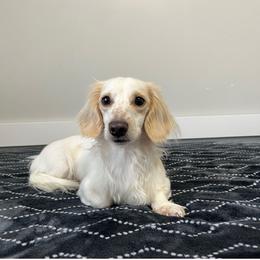 Dutton - Dachshund