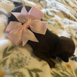 Daisy - Sable female Dachshund puppy in Conroe, Texas from Harper’s Waggin Winnie’s