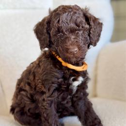 Toblerone - Chocolate male Goldendoodle puppy in Twin Falls, Idaho from Burrow & Bone