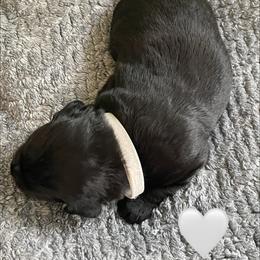 Boy 5 - male Aussiedoodle puppy in Houston, Texas from Waggin’ R Tails