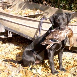 Labrador Retrievers from Thundernbuck Labs
