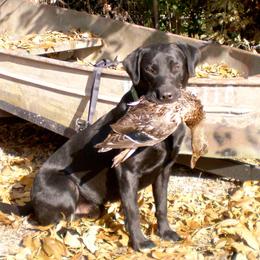 Labrador Retrievers from Thundernbuck Labs