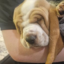 Sansa - Red and white Basset Hound puppy in Spokane Valley, Washington from Valley Basset Hounds