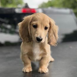 Cream Dapple Boy AKC Ready To Go - Cream male Dachshund puppy in Pauls Valley, Oklahoma from Simply Happy Dachshunds