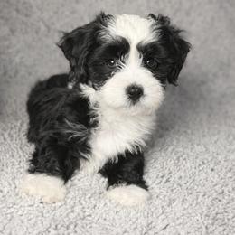 Havanese Puppies from Colhaven Havanese