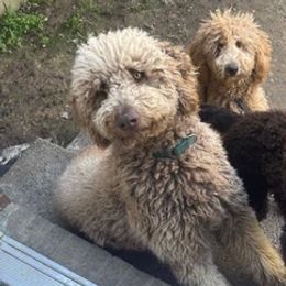 Goldendoodles and Poodles from Boonville Country Doodles