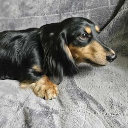 Bryce - Dachshund