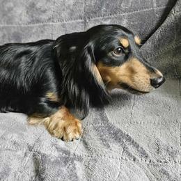 Bryce - Dachshund