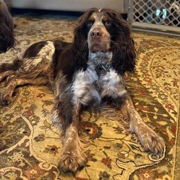 Trout - English Springer Spaniel