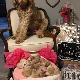Cockapoo and Goldendoodle Puppies from Capital Doodles
