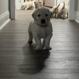 Golden Retriever Puppies from Wise-Taylor Goldens