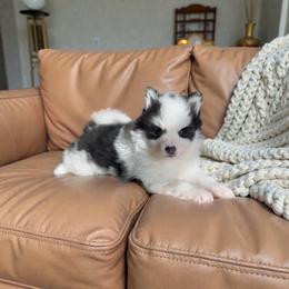 Mr Flash - Black and white male Pomsky puppy in Greencastle, Indiana from JDpomskies