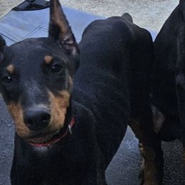 Doberman Pinschers from Heyne Kennels