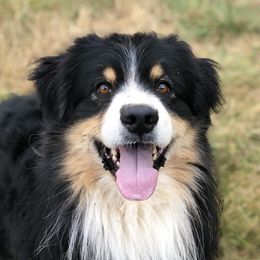 Duffy - Australian Shepherd