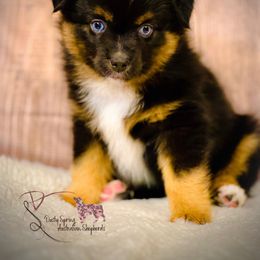 Miniature American Shepherd, Miniature Australian Shepherd, and Toy Australian Shepherd Puppies from Dusty Spring Australian Shepherds