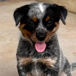 Fiona - Blue mottled female Australian Cattle Dog puppy in Sahuarita, Arizona from A2 Australian Cattle Dogs