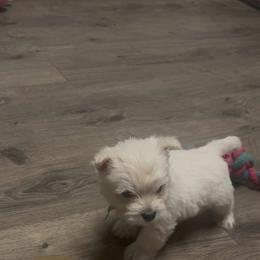 Light Green - White male West Highland White Terrier puppy in Bessemer City, North Carolina from JJs Puppies of the Carolinas