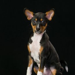 Basenji Puppies from Dibu Basenjis