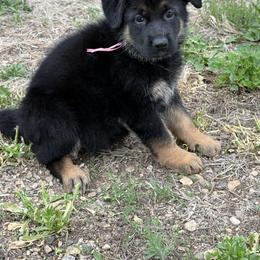 Pink girl - Black and tan female German Shepherd puppy in Herrick, South Dakota from Dakota Shepherds Kennels