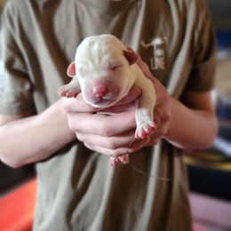 Boy 3 - Labrador Retriever puppy in Whitehall, Montana from Heart of Montana Labradors