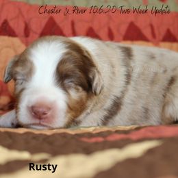 Miniature Australian Shepherd and Toy Australian Shepherd Puppies from TK Mini & Toy Aussies