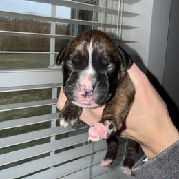 Male 2 - Brindle male Boxer puppy in Jamesville, New York from Reynolds Homestead Boxers