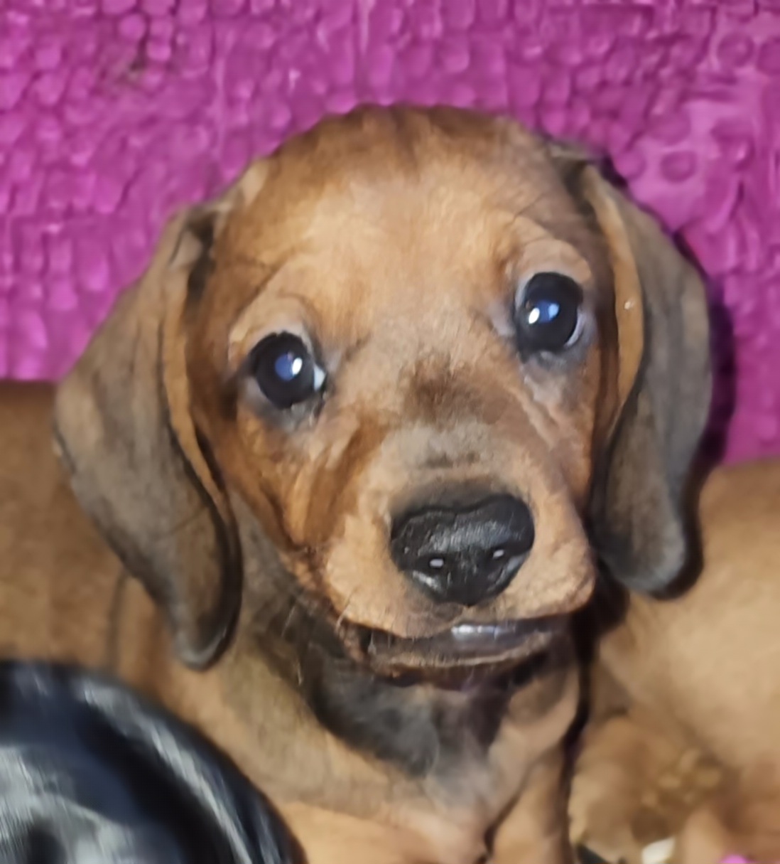Dachshund Puppies from Cains Dachshunds