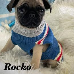 Rocko - Fawn male Pug puppy in Hesperia, California from Amatskennel - Stubby Tails Ranch