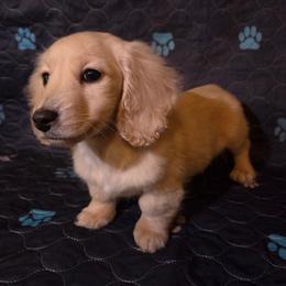 MAX - Cream male Dachshund puppy in Madera, California from RRR Corgis