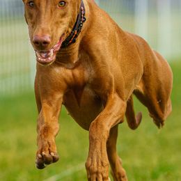 Pharaoh Hounds from ACE Pharaoh Hounds