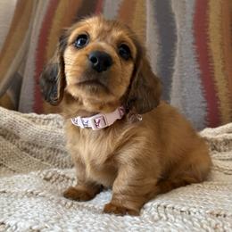 Bella - Shaded Red Dapple Female - Red female Dachshund puppy in Mesa, Arizona from Ruby Desert Doxies