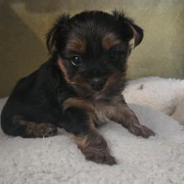 Girl 1 - Black and gold female Yorkshire Terrier puppy in Nampa, Idaho from Richard's Yorkies