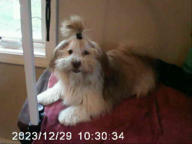 Daisy - Havanese