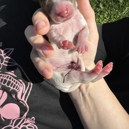 Dachshund Puppies from 208 Dox Dynasty