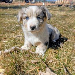 Lad - Brindle merle and white male Cardigan Welsh Corgi puppy in Hotchkiss, Colorado from Bell S Ranch