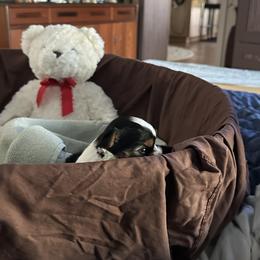 Biewer Terrier Puppies from Rebecca Urban