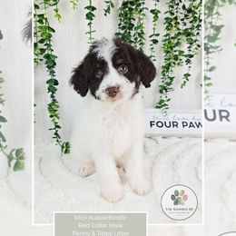 Red Collar Male - Red tri-color male Aussiedoodle puppy in Grand Rapids, Michigan from The Kindred K9