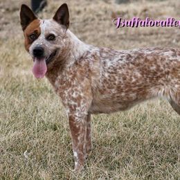 Lava Lox - Australian Cattle Dog