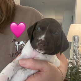 Dolly - Pink Collar - White and liver female German Shorthaired Pointer puppy in Conroe, Texas from Tipsy Rabbit GSP TopDog Kennel