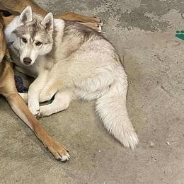Little Meka (spayed) - Red and white female Siberian Husky puppy in Heppner, Oregon from Yuki Ookami Show Kennel