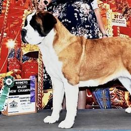 Harley - Saint Bernard