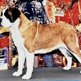 Harley - Saint Bernard