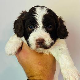 Bentley - Chocolate male Goldendoodle puppy in Auburn, Indiana from Martin’s Doodles