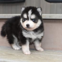 Big Cheese - Black and white male Pomsky puppy in Coos Bay, Oregon from Ocean View Pomskies