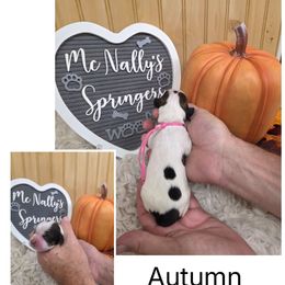 Autumn - Black white and tan female English Springer Spaniel puppy in Freeland, Michigan from McNally's Springer Spaniels