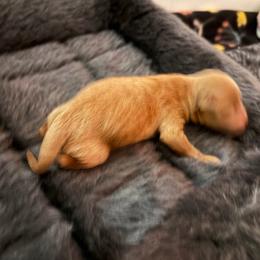 Fitz - Red  male Goldendoodle puppy in Lillington, North Carolina from Peace, Love, and Puppies at the Creek