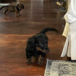 Dachshund Puppies from Cogsworth Cromwell Dachshunds of South West Michigan